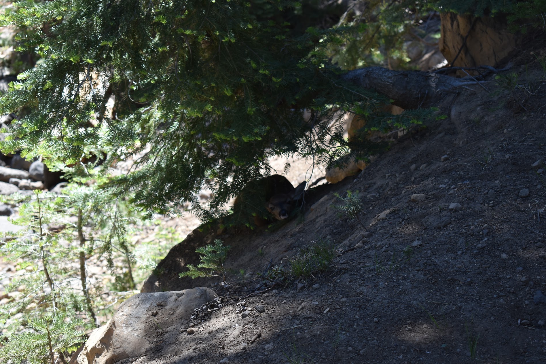baby deer animal lassen national park nature