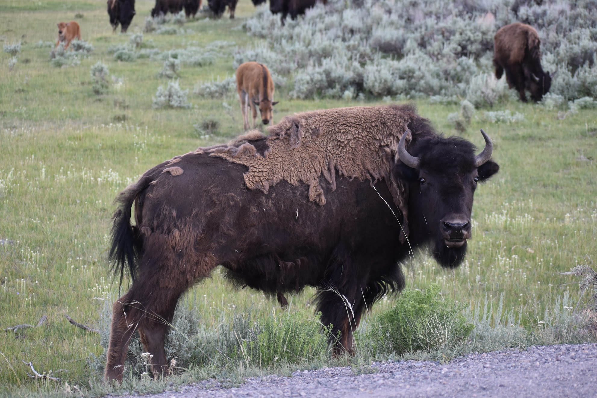 bison yellowstone national park nature