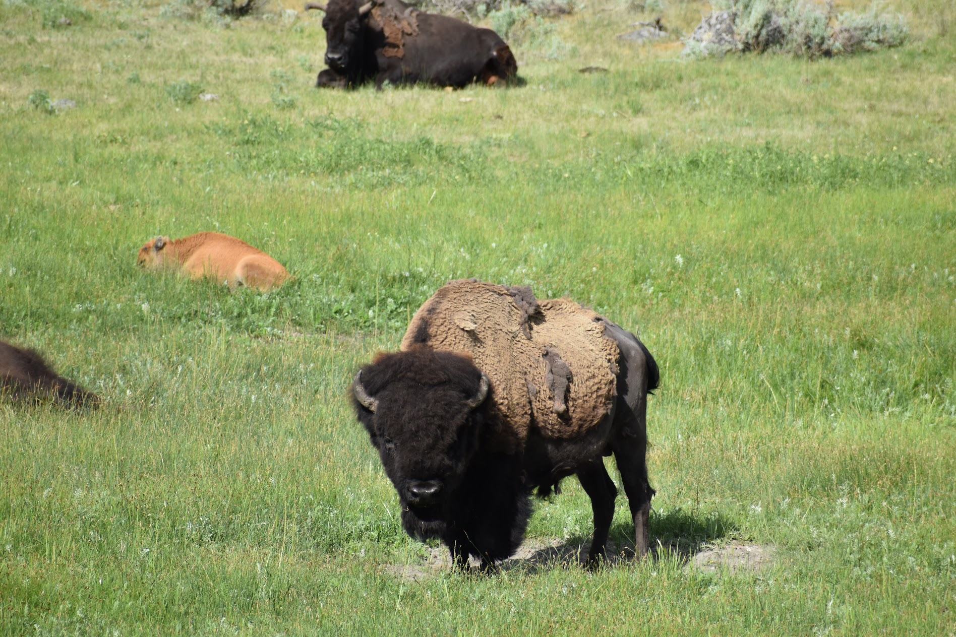bison animal yellowstone national park nature