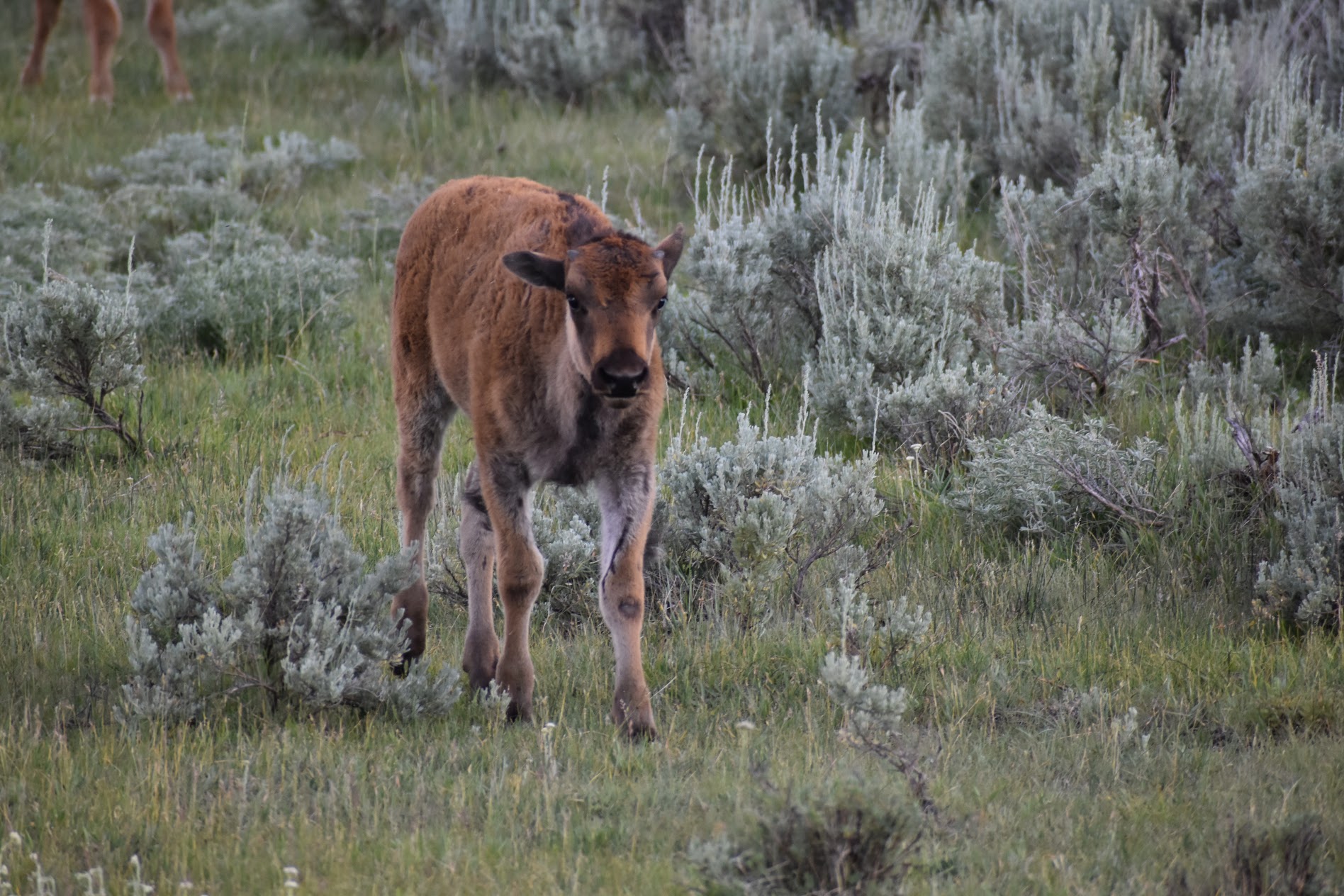 bison baby animal yellowstone national park nature