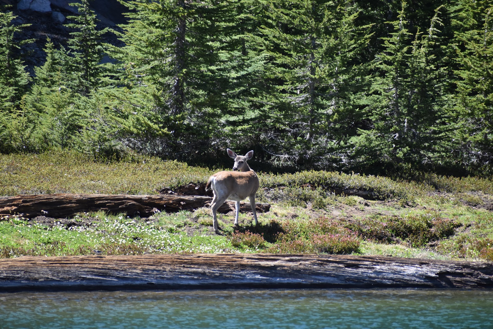deer lassen national park nature