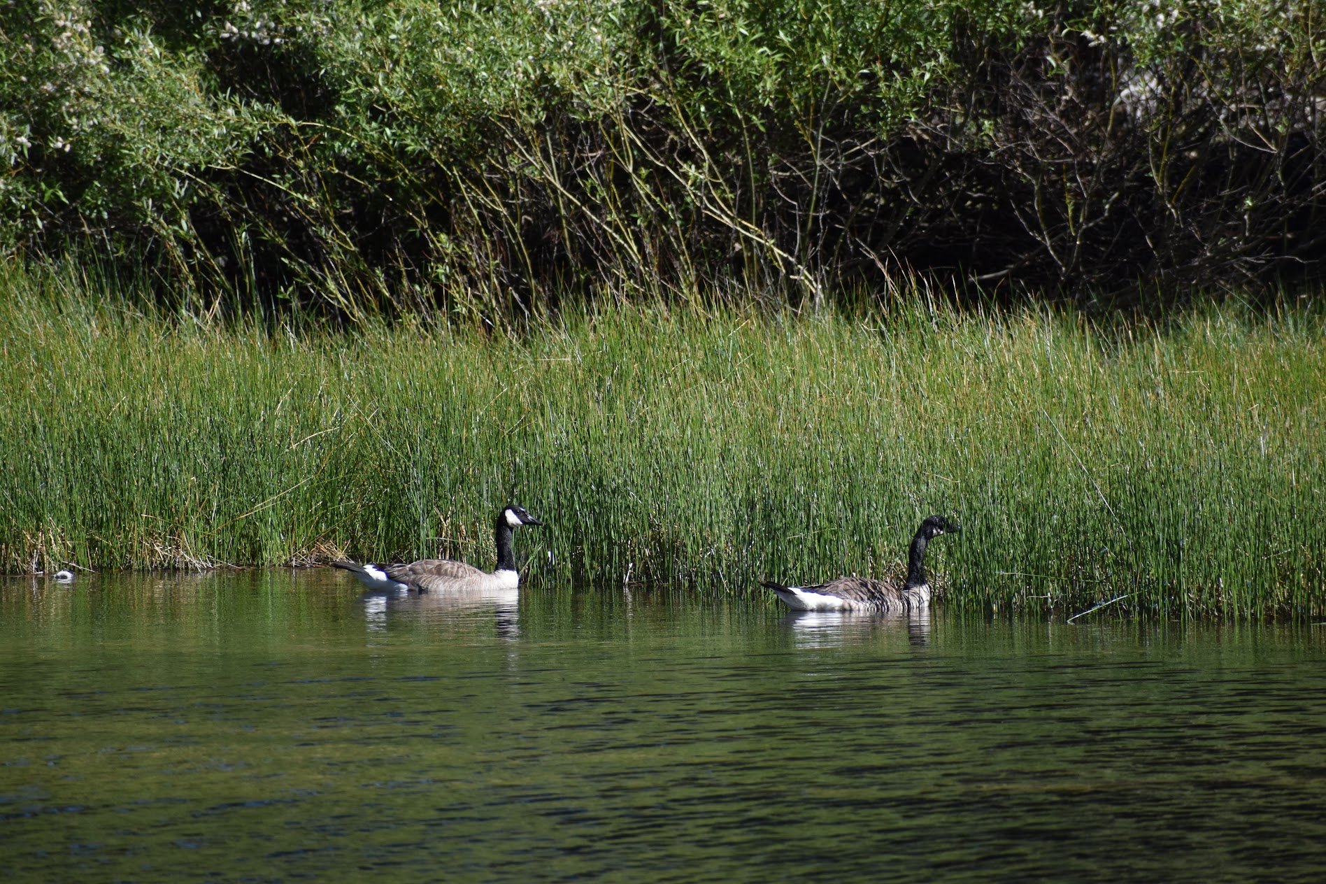 geese animal lassen national park nature