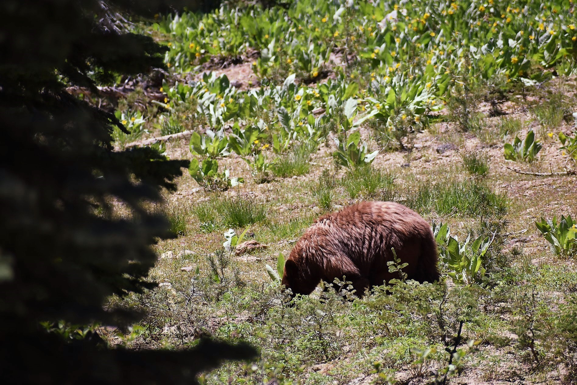 grizzly bear animal nature lassen national park