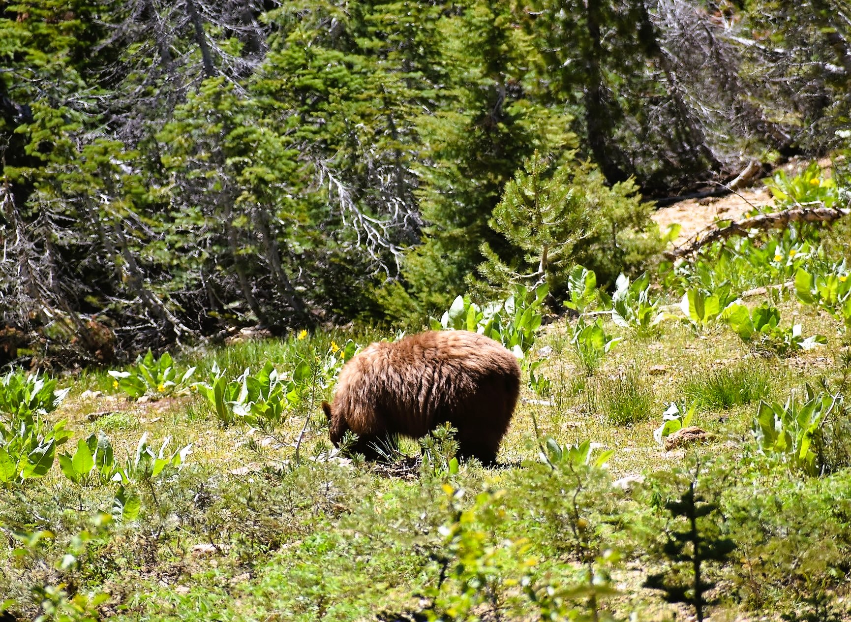grizzly bear animal nature lassen national park